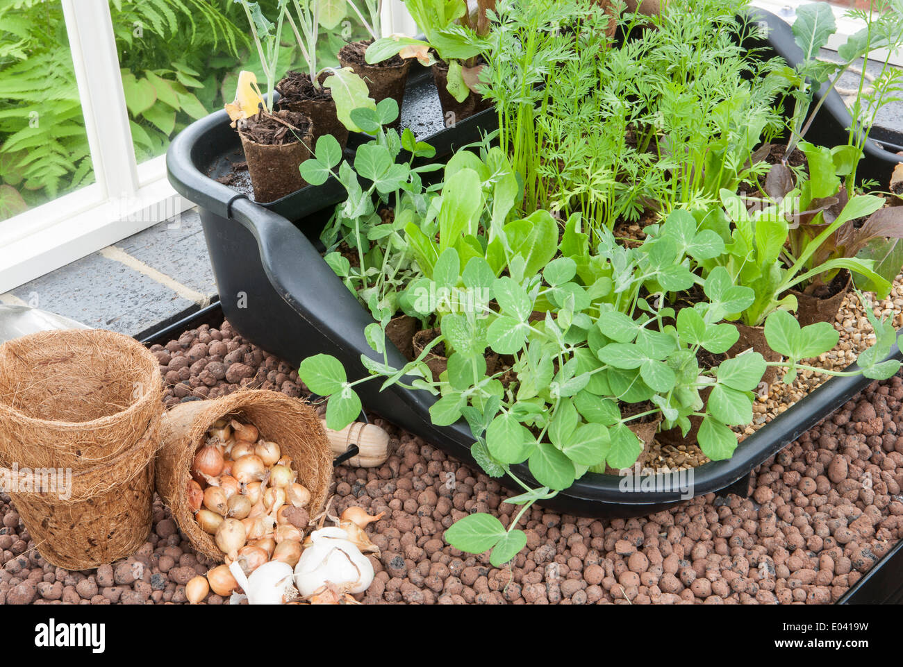 Micro verts petits pois carottes culture en fibre coir carton pots oignons ensembles jardinage sans plastique dans une serre Royaume-Uni Banque D'Images