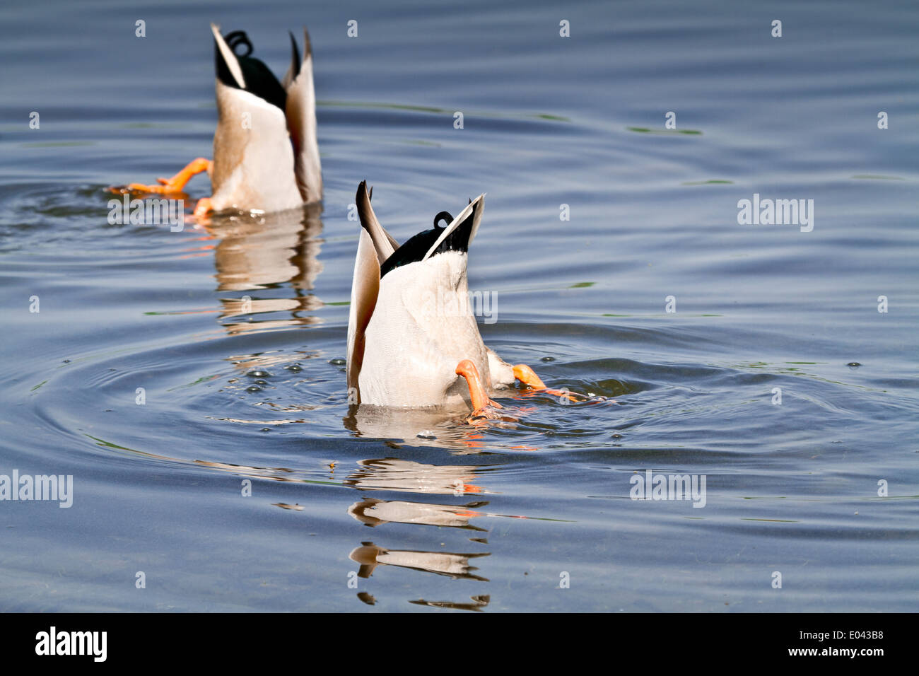 Les canards colverts ducking pour l'alimentation dans un lac de Cumbrie Banque D'Images