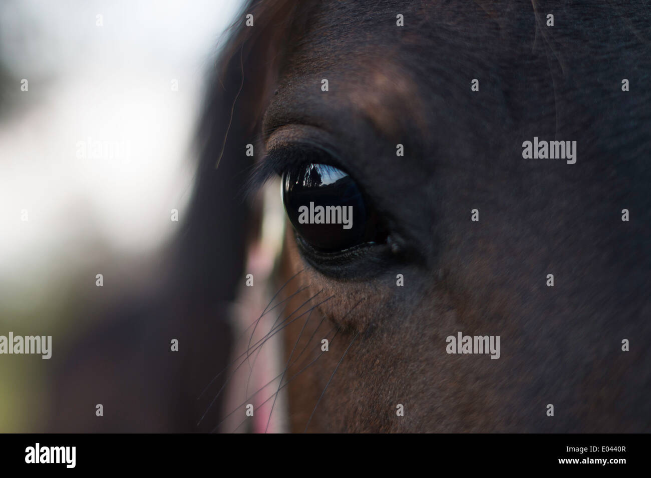 Oeil de chevaux Banque D'Images