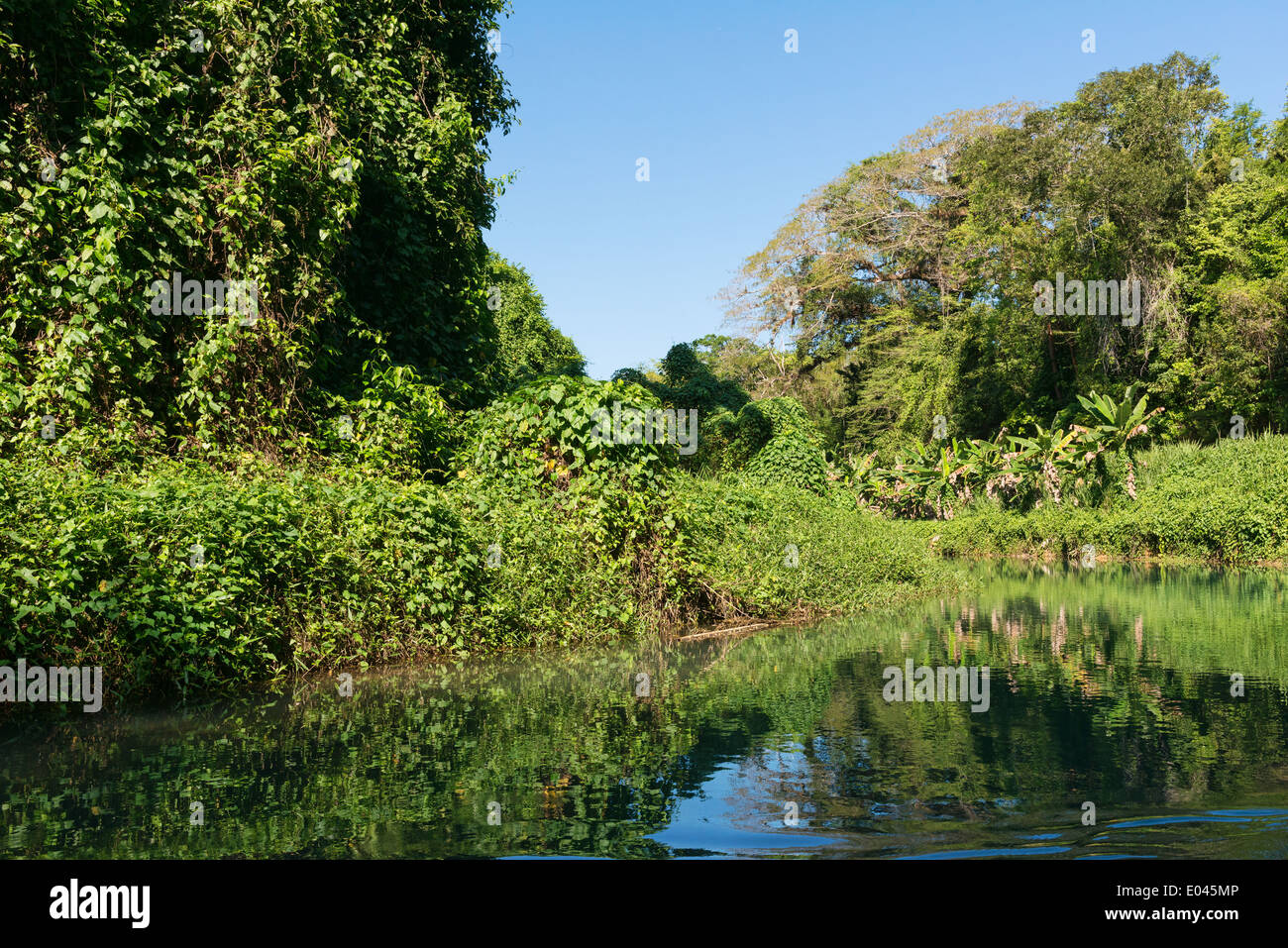 Désert le long de la rivière Martha Brae, Falmouth, Jamaïque Banque D'Images