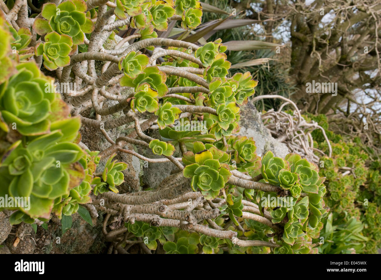 Houseleek Sempervivum Banque D'Images