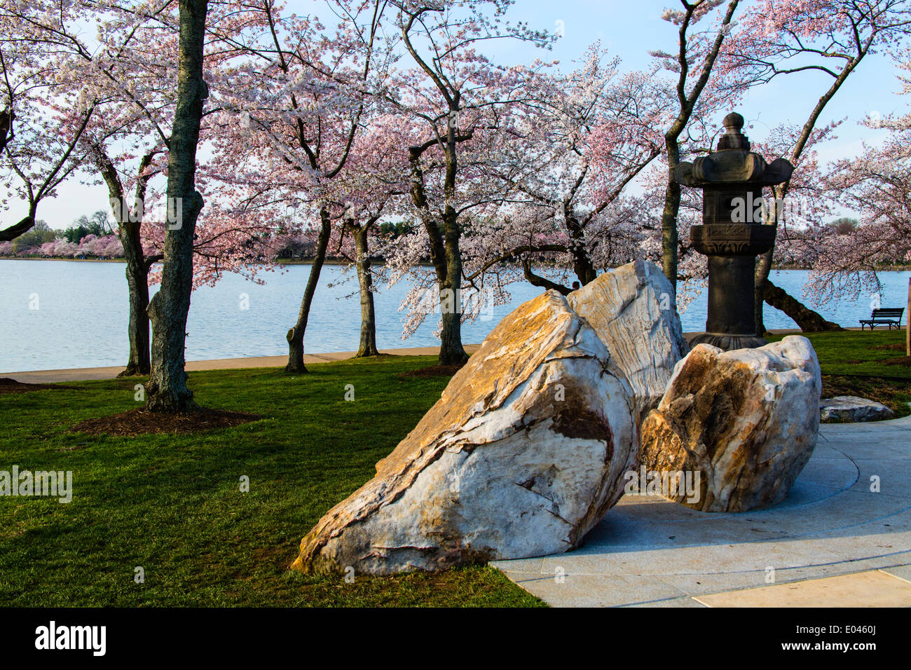 Washington DC USA Cerisiers en fleurs autour du bassin de marée Banque D'Images