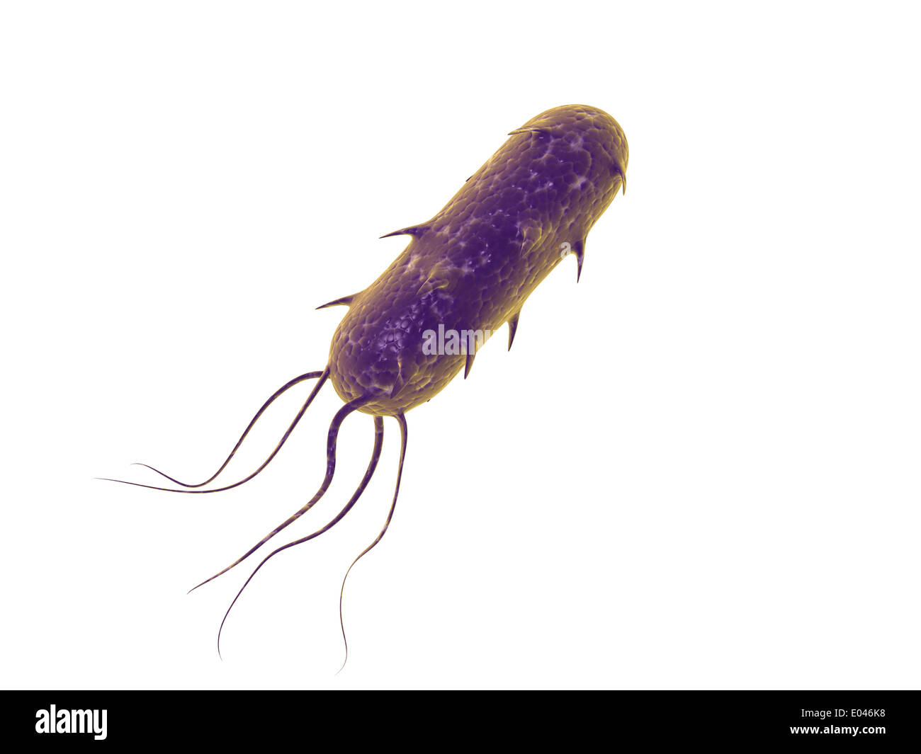 Image conceptuelle de bactérie flagellée. Banque D'Images