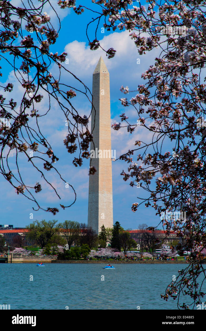 Washington DC USA Cerisiers en fleurs autour du bassin de marée avec le Washington Monument Banque D'Images