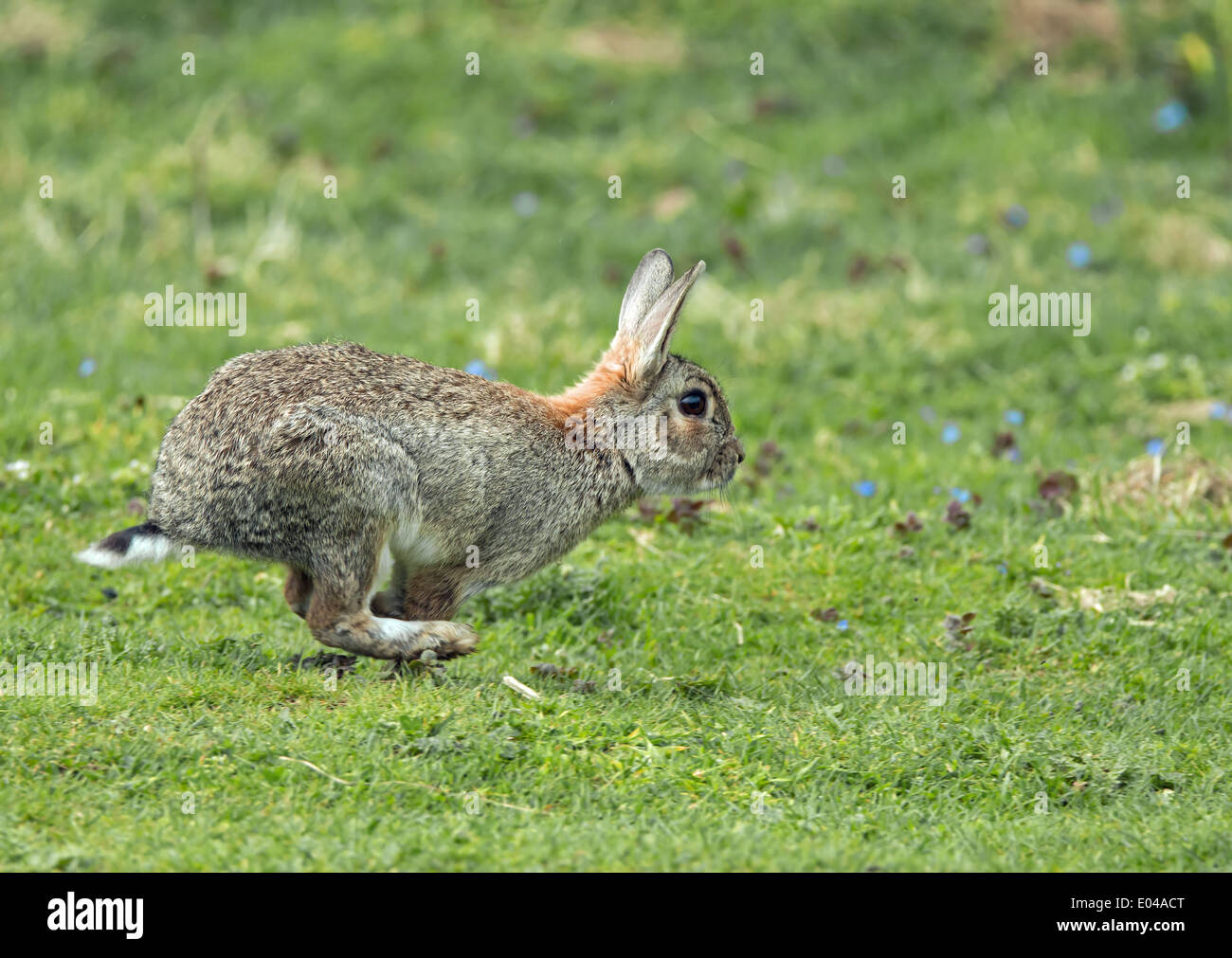 Courir lapin sauvage Banque de photographies et d’images à haute résolution Alamy