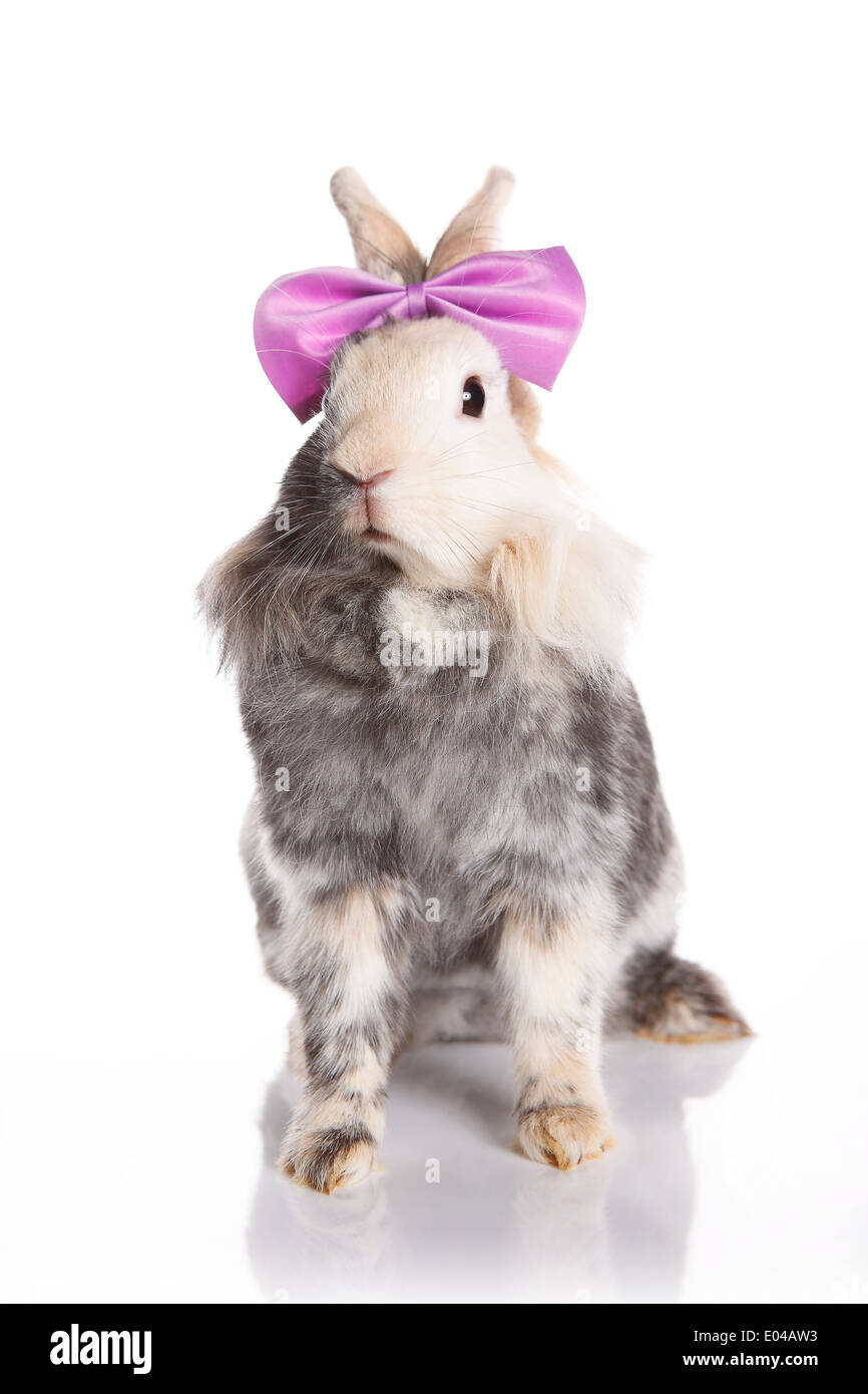 Lapin mignon avec un nœud papillon violet Photo Stock - Alamy