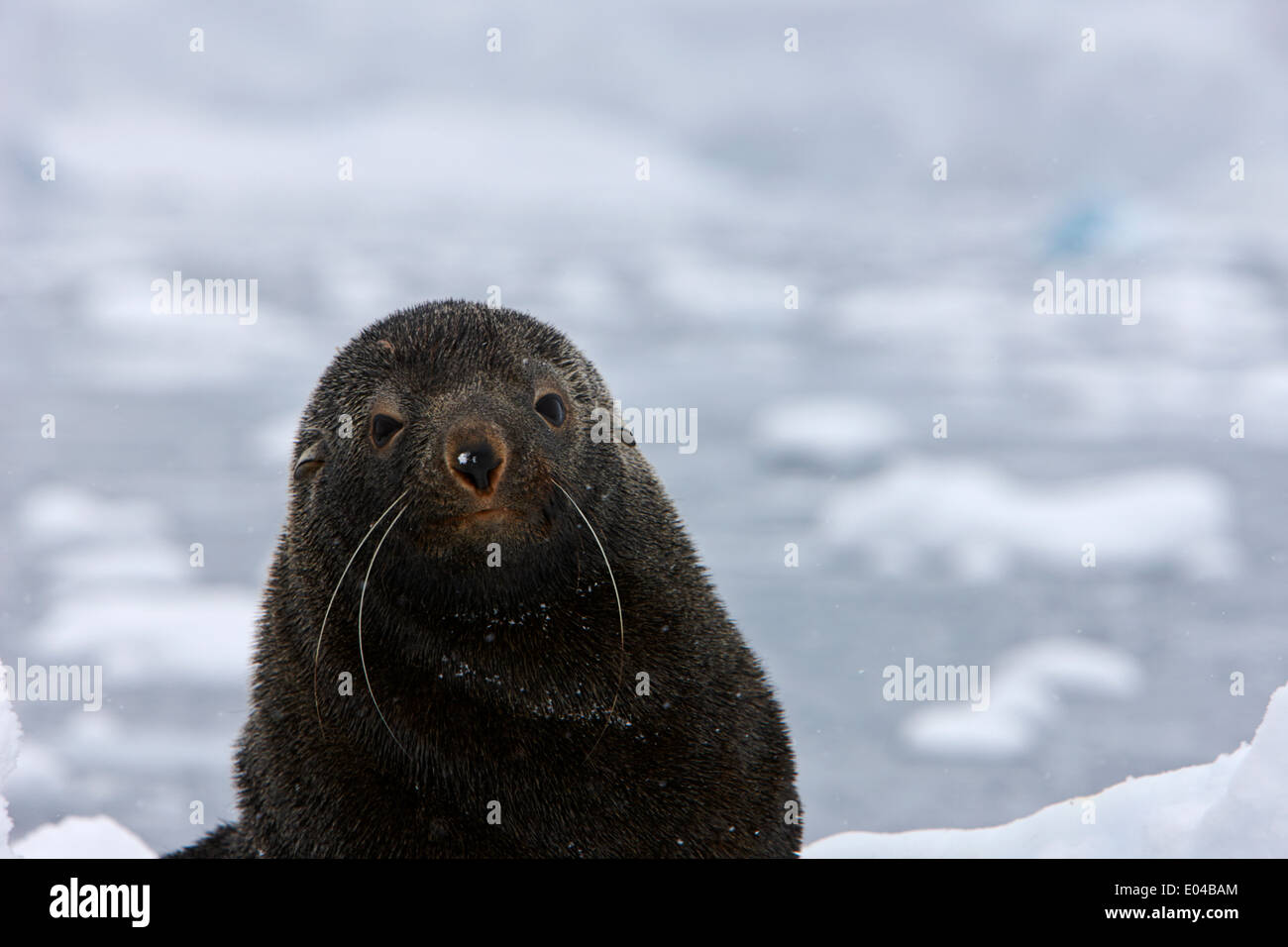 La mignonne à fourrure à la caméra à flottant sur iceberg en Antarctique baie Fournier Banque D'Images