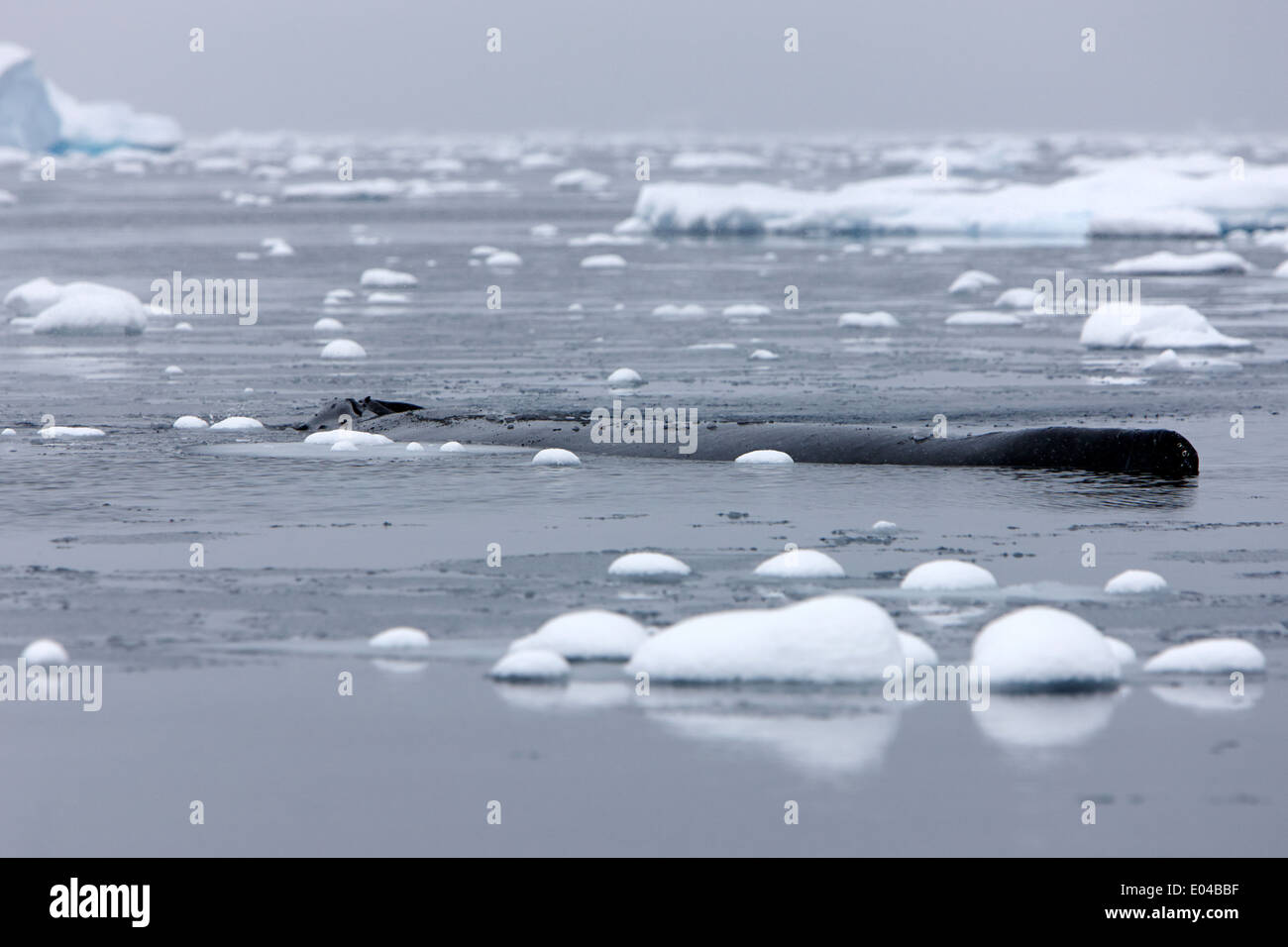 Évent baleine à bosse Megaptera novaeangliae nageoire dorsale et l'exploitation forestière ou de dormir dans la baie de l'Antarctique Fournier Banque D'Images