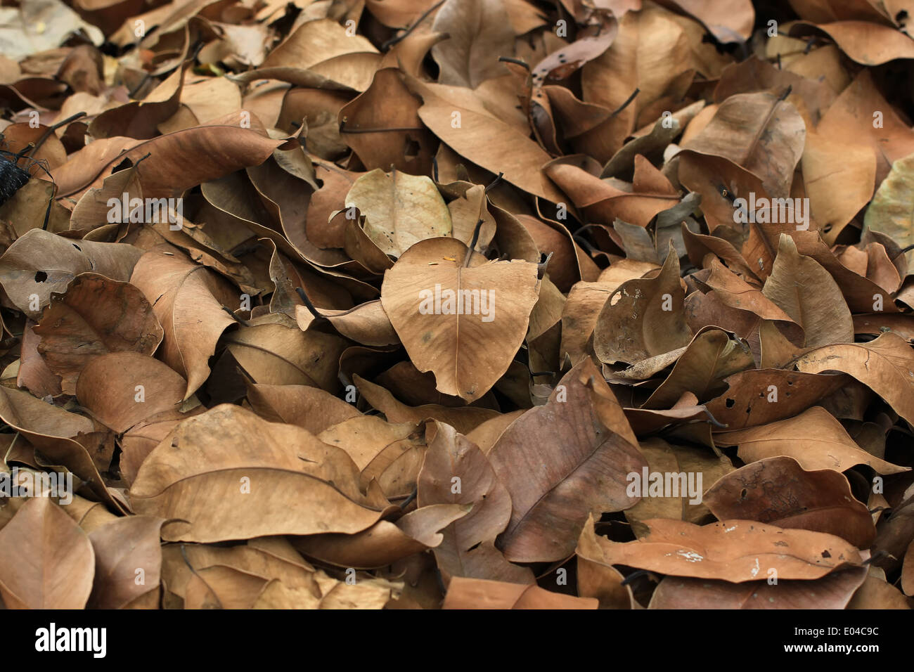 Des feuilles sèches ou de la texture d'arrière-plan Banque D'Images