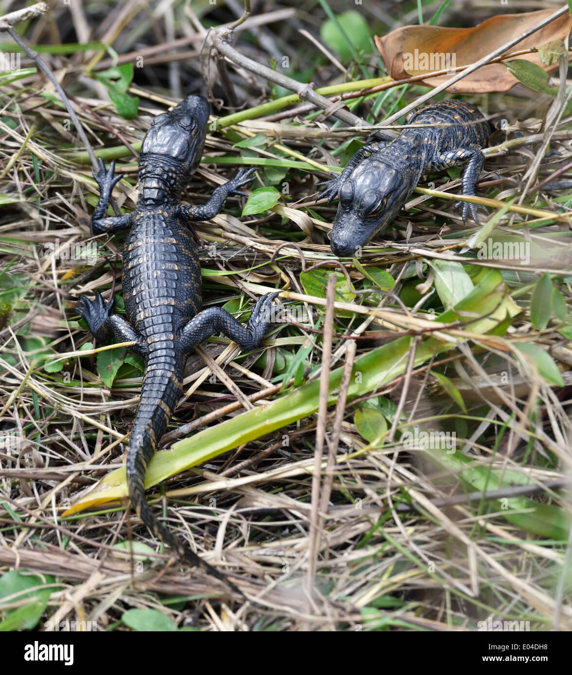 Baby Alligators en Floride Les zones humides Banque D'Images