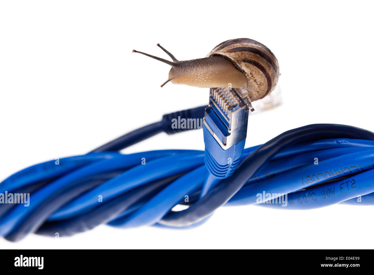 Déménagement escargots sur les câbles à paires torsadées Banque D'Images