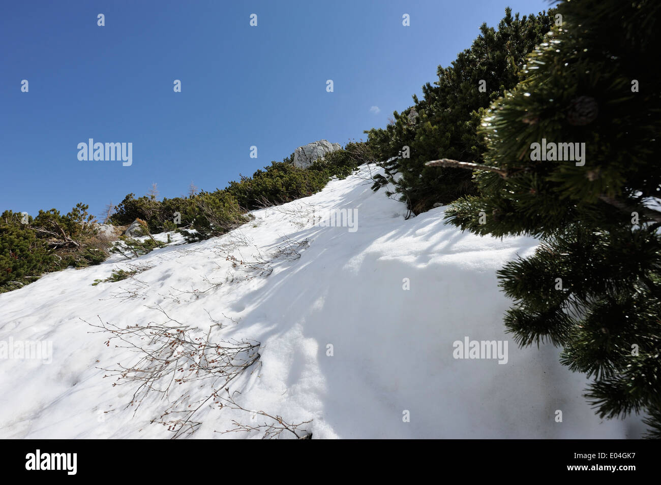 Pins de montagne sur une pente de montagne enneigée Banque D'Images
