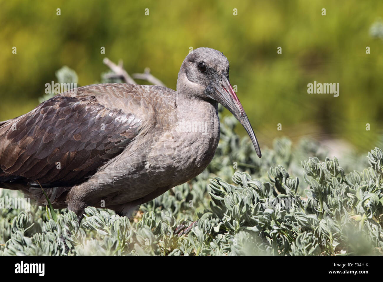 (Bostrychia hagedash Hadeda Ibis) dans les buissons à Boulders Beach près de Simons Town, Afrique du Sud. Banque D'Images