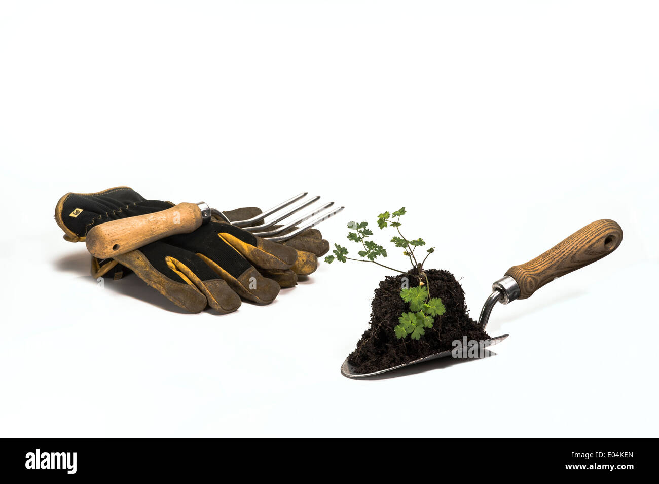 Jeune plante sur une truelle pour la transplantation. Banque D'Images