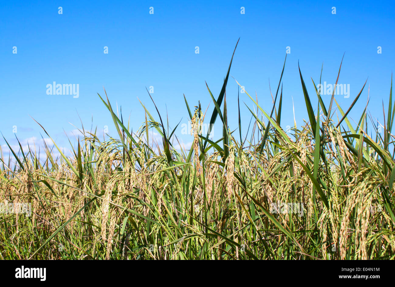 La récolte de riz grain de riz des cultures agricoles. Banque D'Images