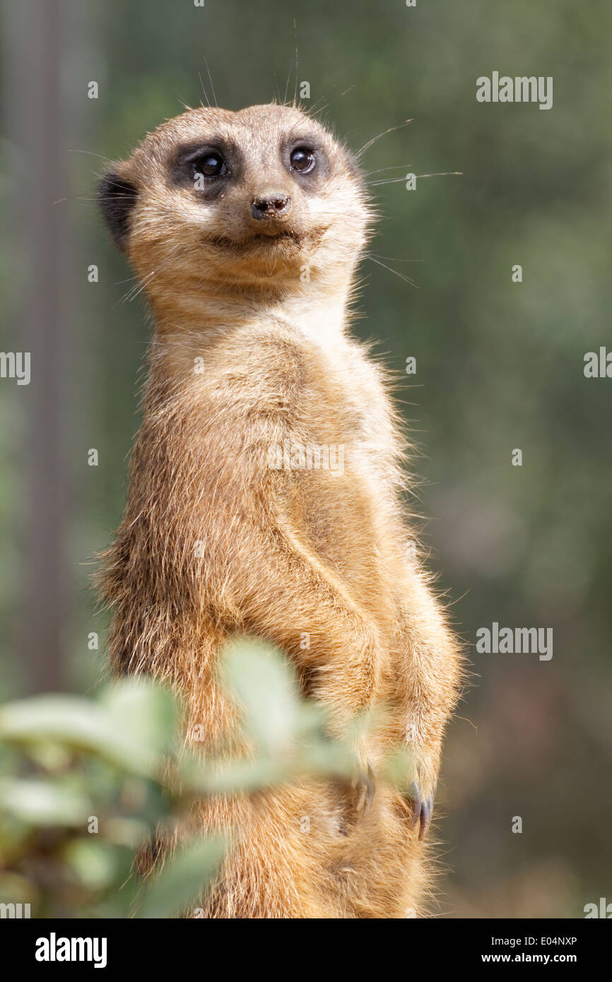 Suricata suricatta Banque D'Images