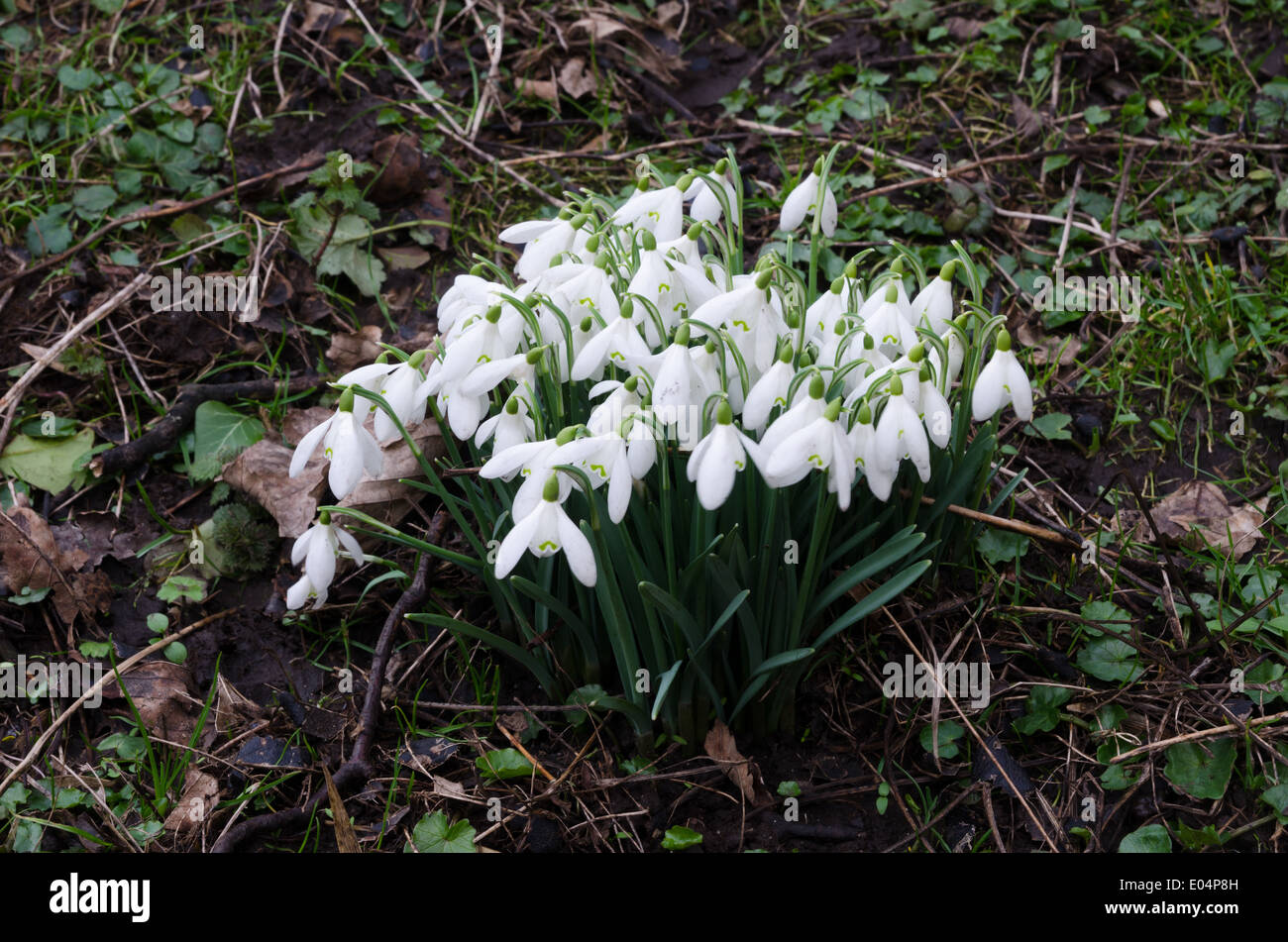 Chute de neige dans les bois Banque D'Images