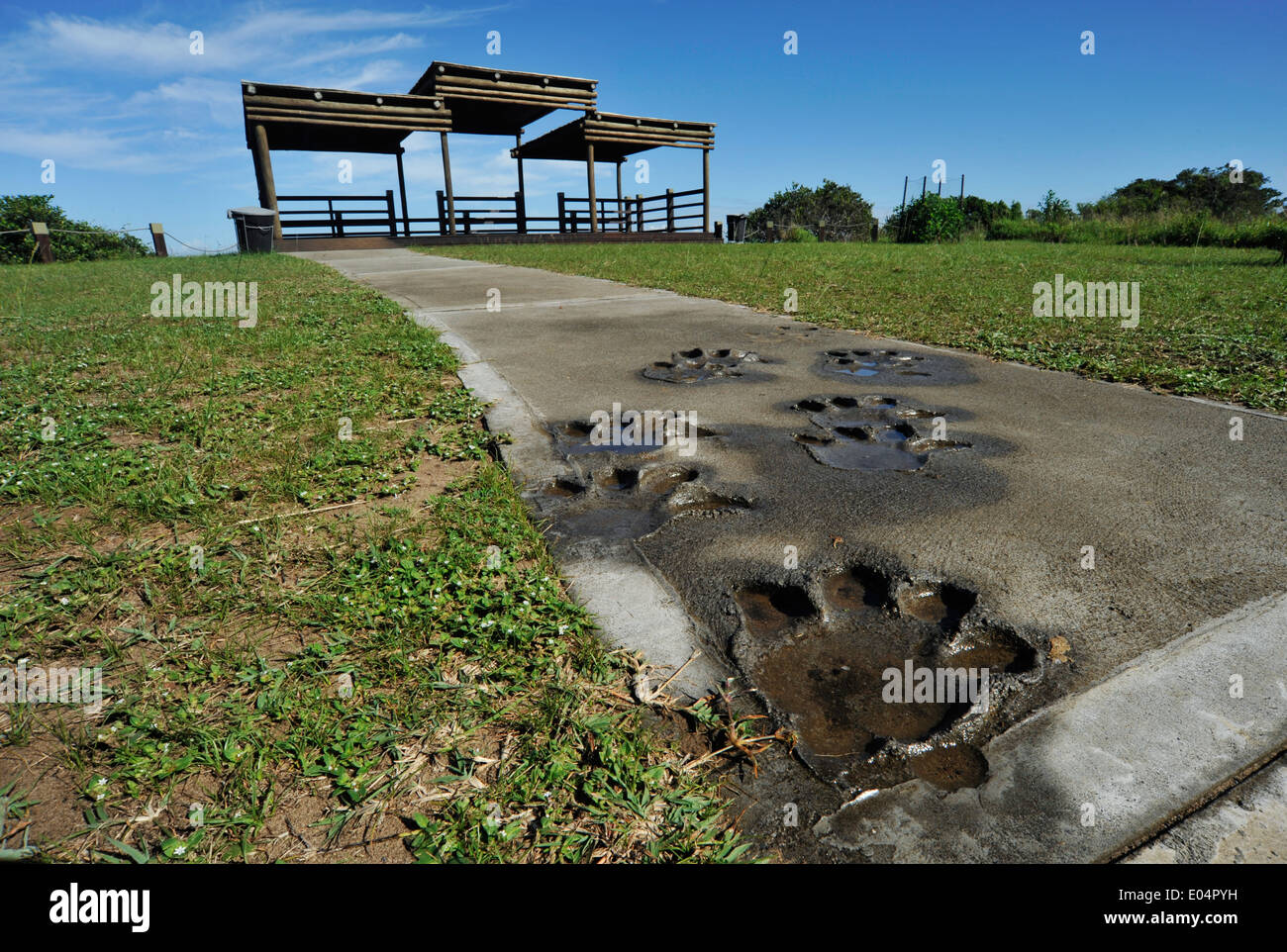 St Lucia, KwaZulu-Natal, Afrique du Sud, les voies dans le béton d'hippopotames chemin menant à vew point, Eastern Shores, zone humide d'iSimangaliso, safari Banque D'Images
