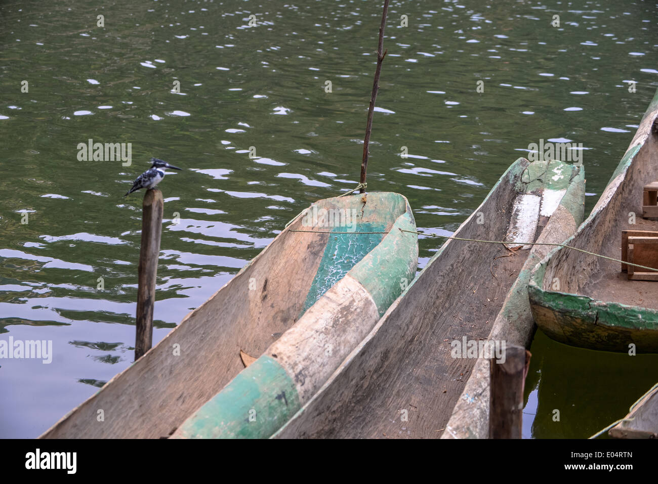 Un noir&blanc ou pied Kingfisher est assis sur une piscine et deux canots en bois au lac bunyonyi en Ouganda, Afrique Banque D'Images
