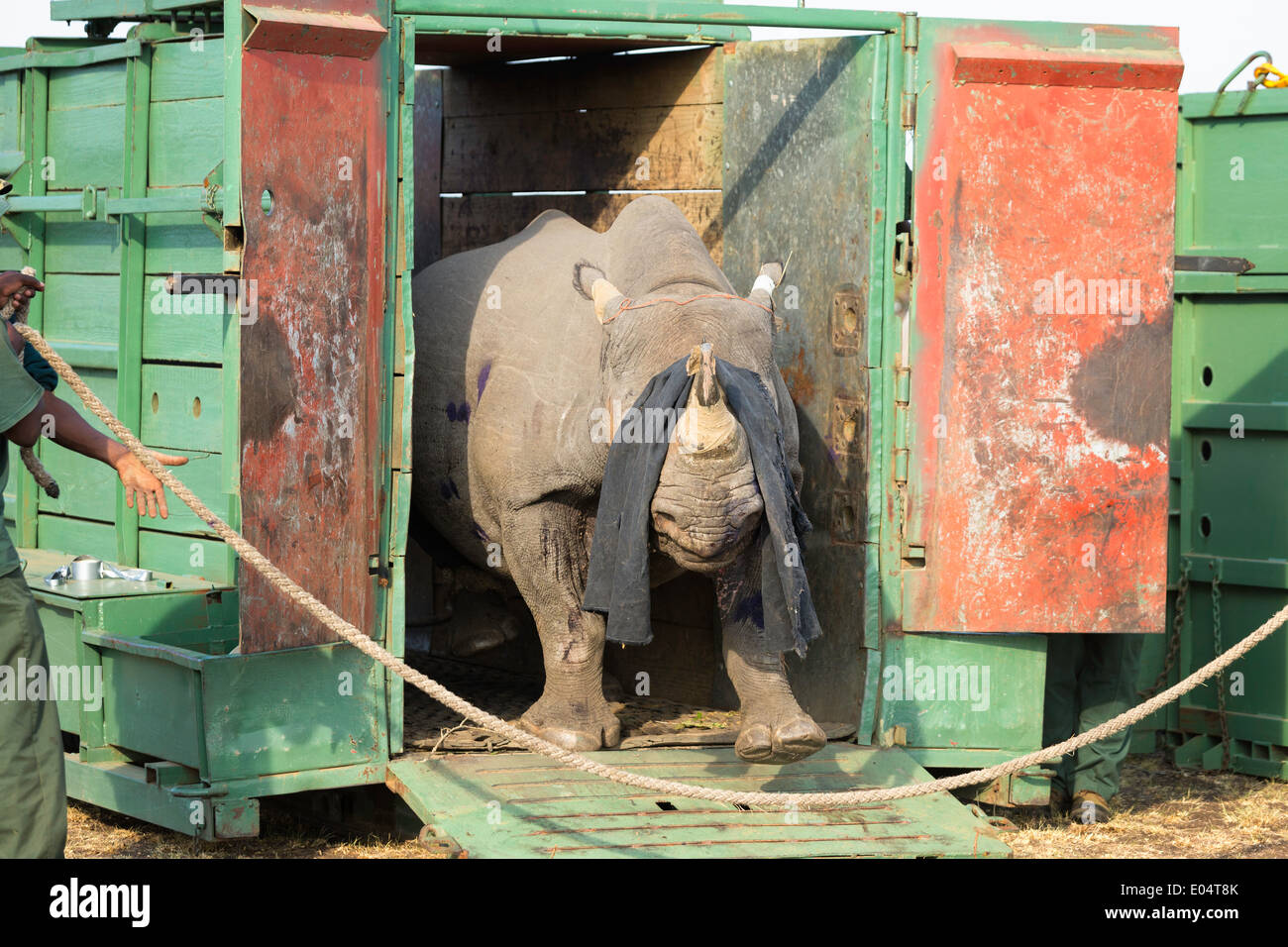 Le Rhinocéros noir (Diceros bicornis) d'être libérés dans une zone protégée.Ithala game reserve.Afrique du Sud Banque D'Images