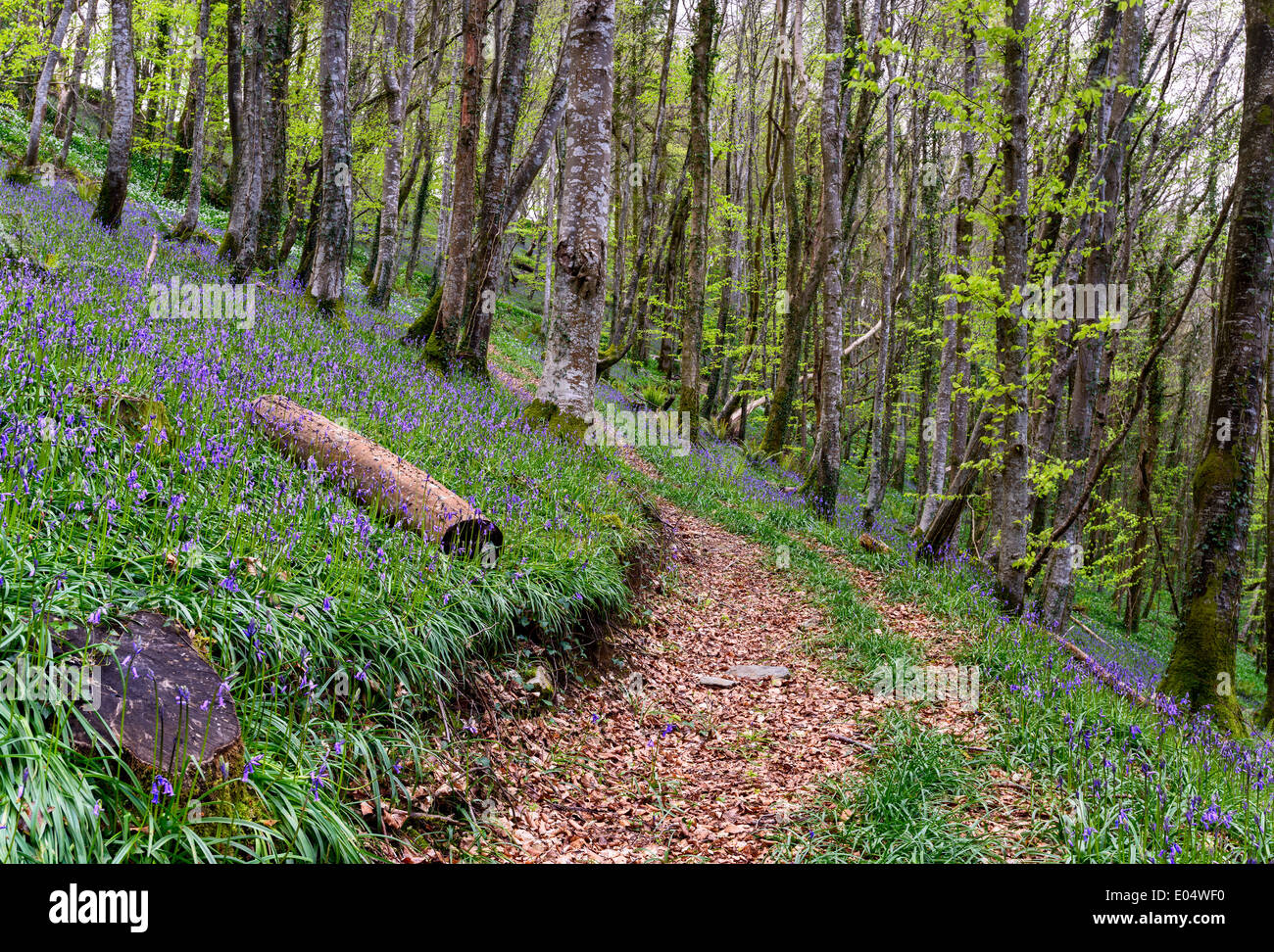 Chemin menant à travers un bois Bluebell magique à Cornwall Banque D'Images