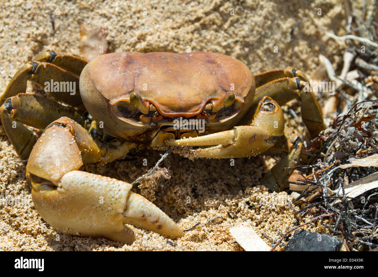 Près des terres du crabe en plage de Jibacoa, Cuba Banque D'Images