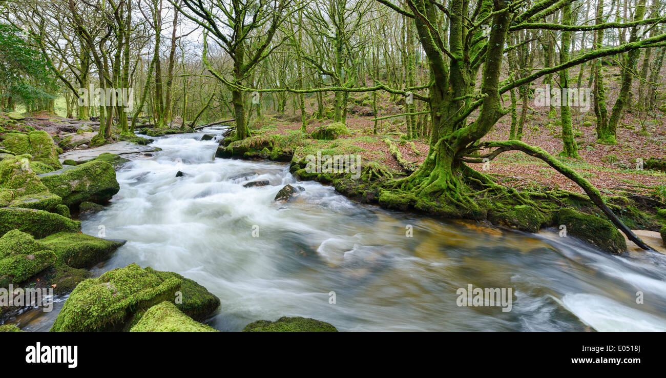 Une vue panoramique de la rivière Fowey comme il casades sur des roches couvertes de mousses et de rochers de Golitha Falls, à la lisière sud de Banque D'Images