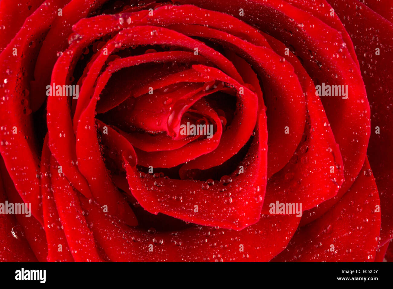 Une rose rouge avec goutte d'eau sur l'oranger., Eine rote Rose mit Wasser aus Tropfen auf der Bluete. Banque D'Images