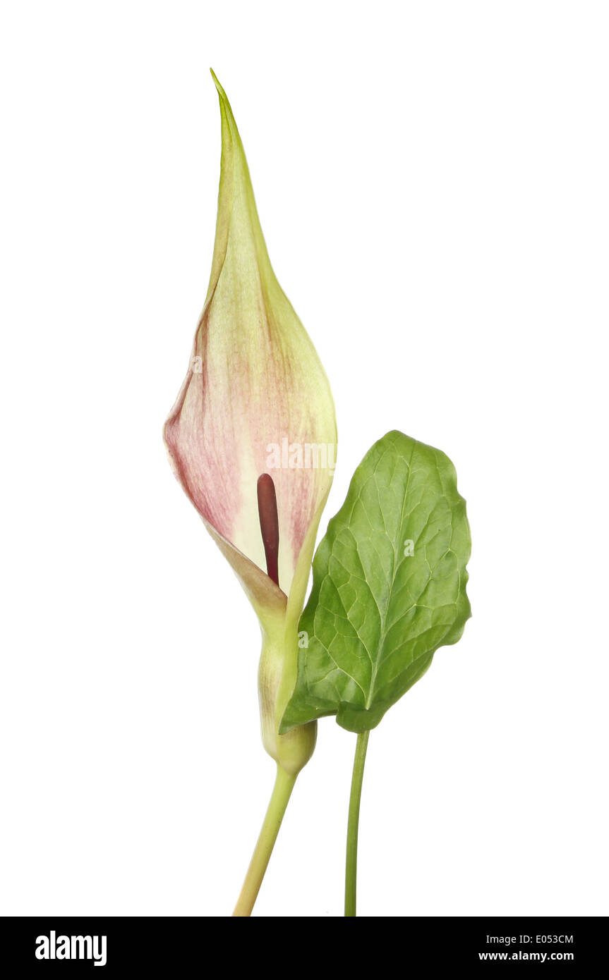 Lords et Ladies, Arum maculatum, fleur et feuille isolés contre white Banque D'Images