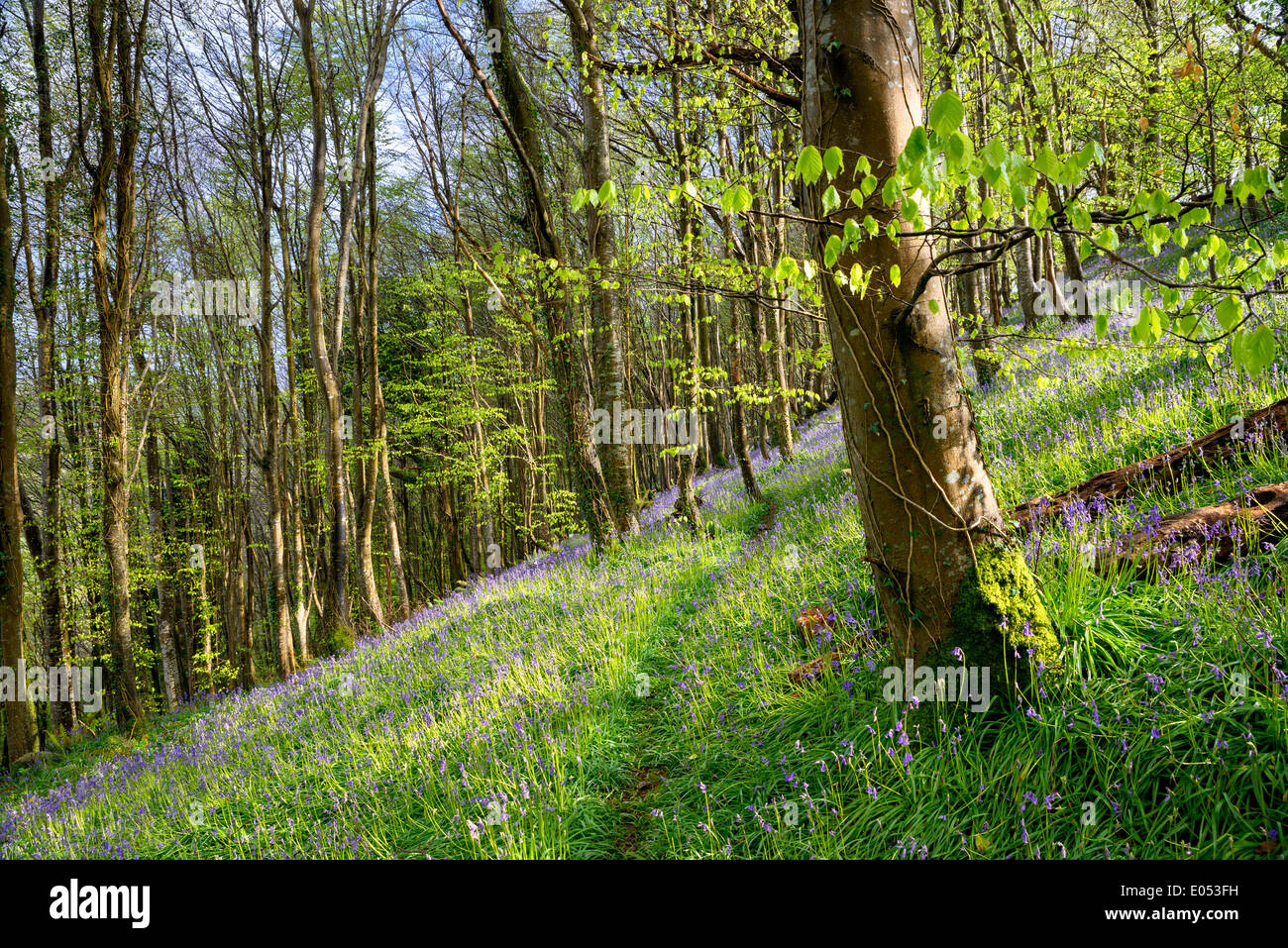 Bluebells indigènes croissant sur une pente de colline boisée à Cornwall Banque D'Images