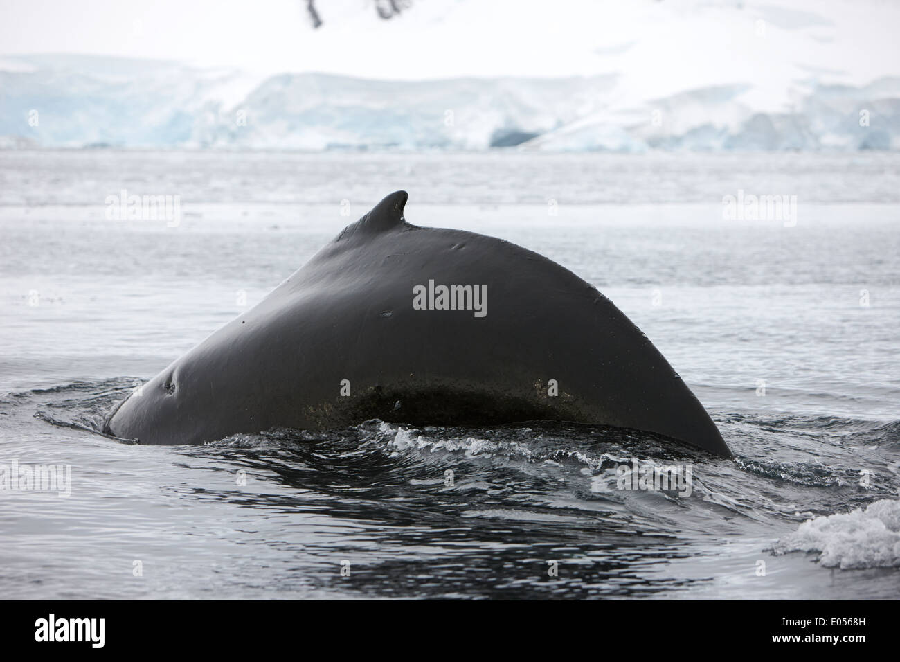 Grand mâle baleine à bosse avec le SCAR et dos arqué la plongée dans l'Antarctique de la baie Wilhelmina Banque D'Images