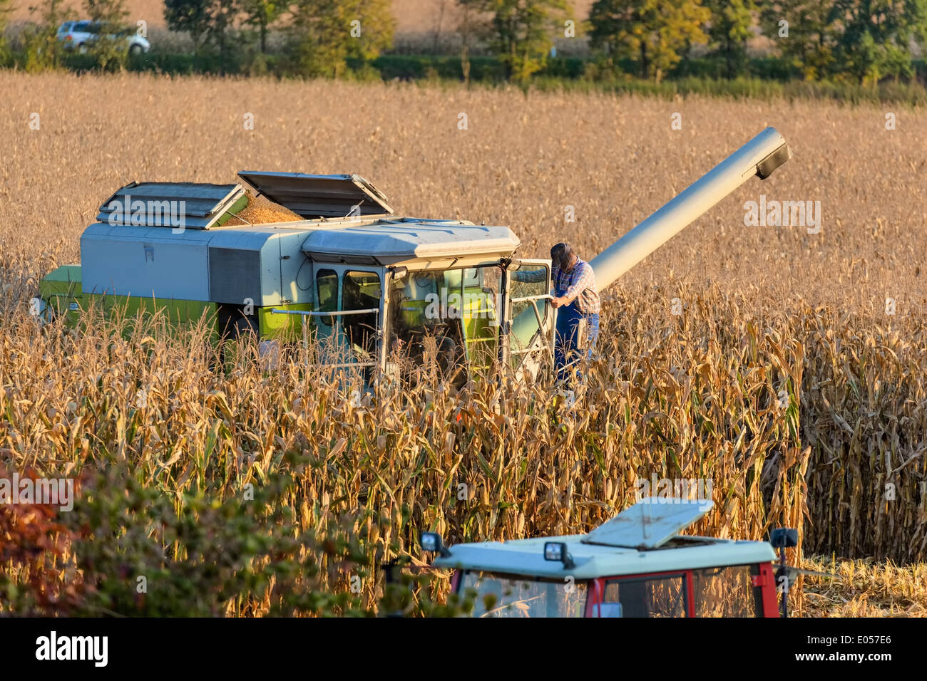 Une moissonneuse-batteuse avec la récolte de maïs sur le terrain d'un agriculteur, un Maehdrescher haus von Ernten Mais auf dem Feld einer Banque D'Images