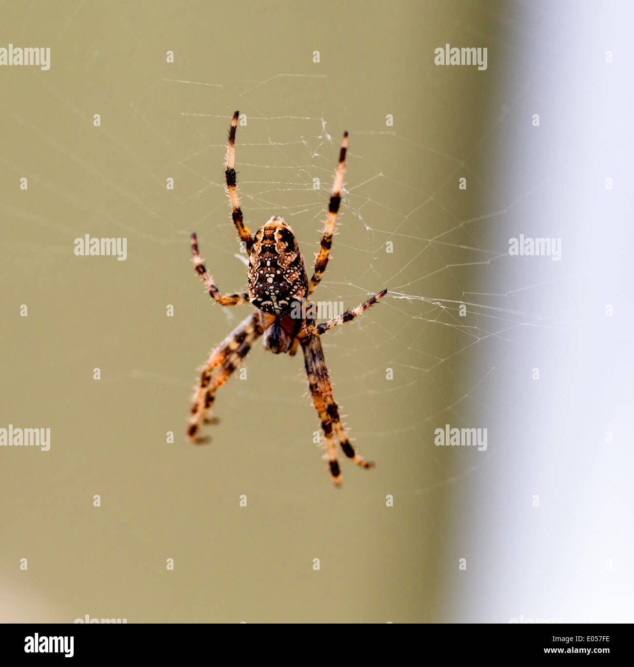 Une araignée tisse un filet araignée pour ses victimes, Eine Spinne spinnt ein Spinnennetz fuer ihre Opfer Banque D'Images