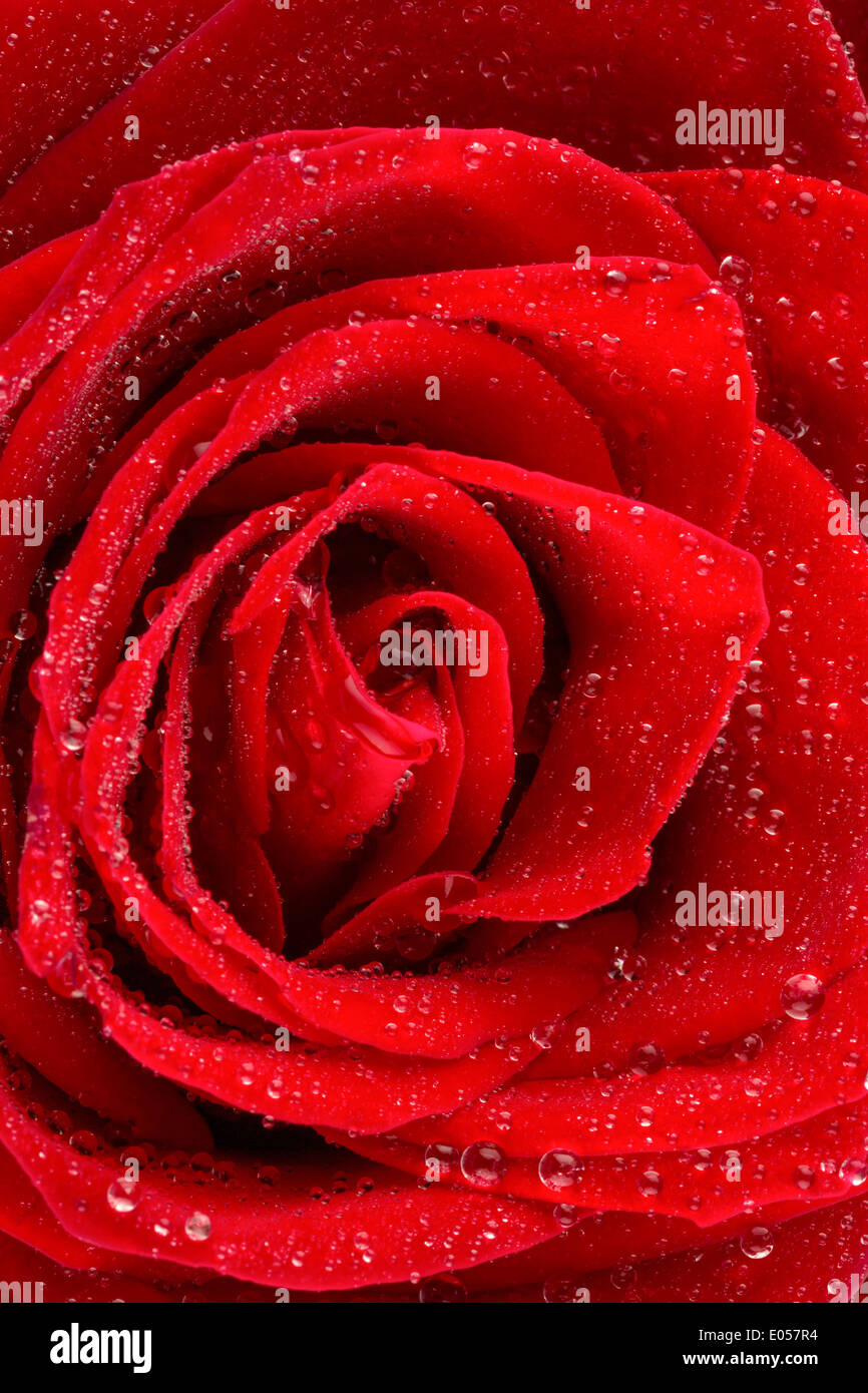Une rose rouge avec goutte d'eau sur l'oranger., Eine rote Rose mit Wasser aus Tropfen auf der Bluete. Banque D'Images