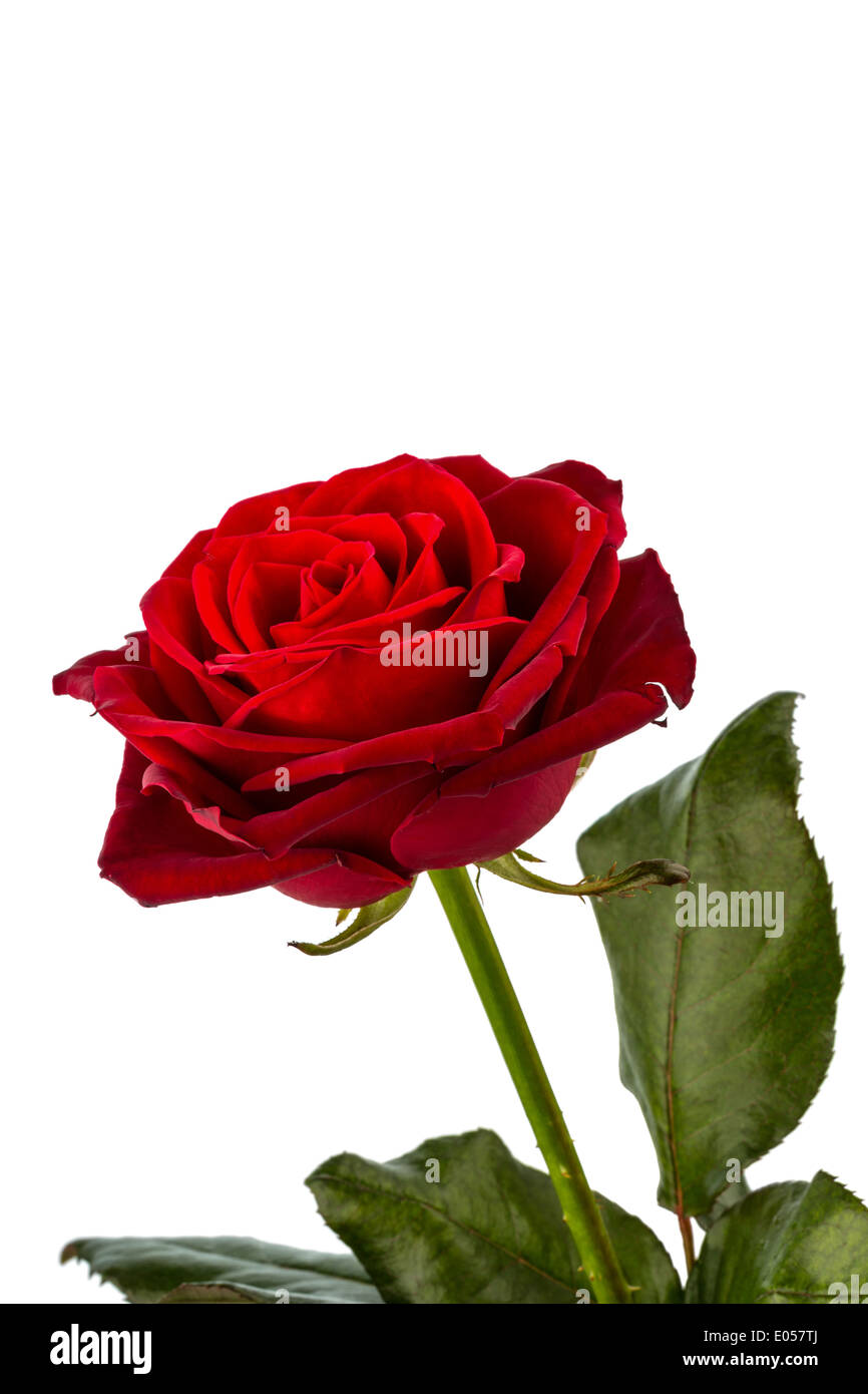 Une rose rouge avant de fond blanc. Photo symbolique pour la beauté, l'amour, Valentinstag, Eine rote Rose vor weissem Hintergrund. Symbo Banque D'Images