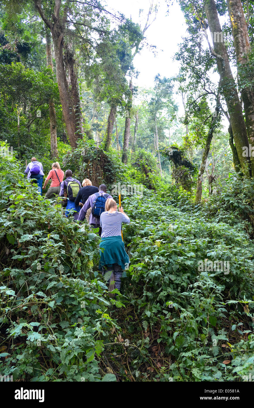 Un groupe de touristes pour une randonnée pour trouver les gorilles dans le parc national de Bwindi, en Ouganda Banque D'Images