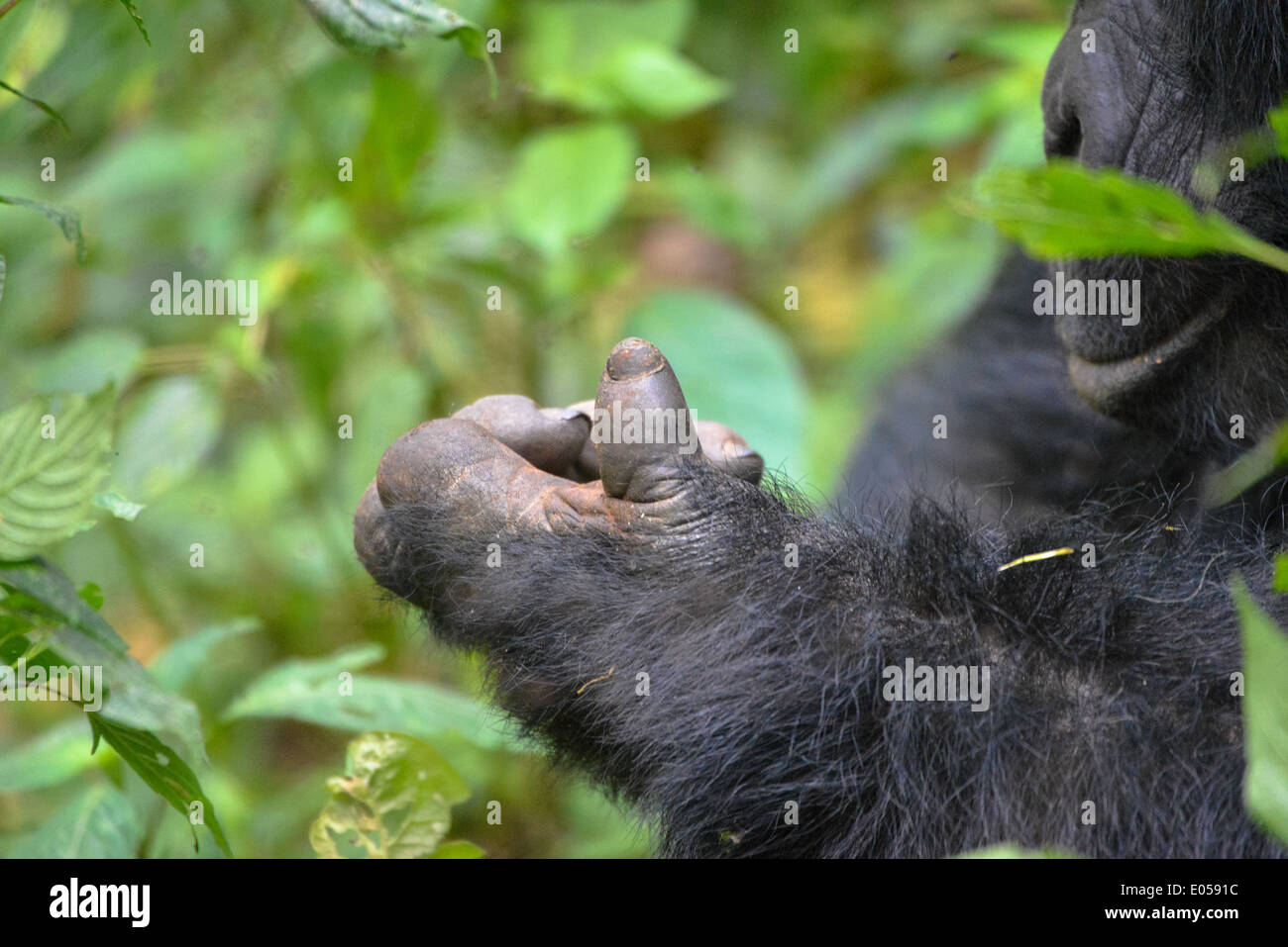 Un gorille mâle ou soi-disant disciple dans le premier parc national de la forêt de Bwindi en Ouganda, Afrique Banque D'Images