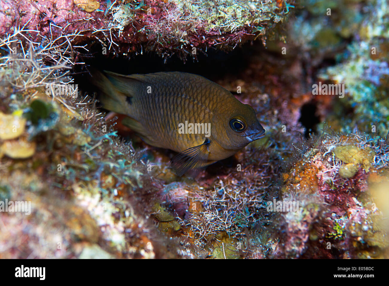 Un poisson Chromis brun se cache dans le récif à Roatan, Honduras. Banque D'Images