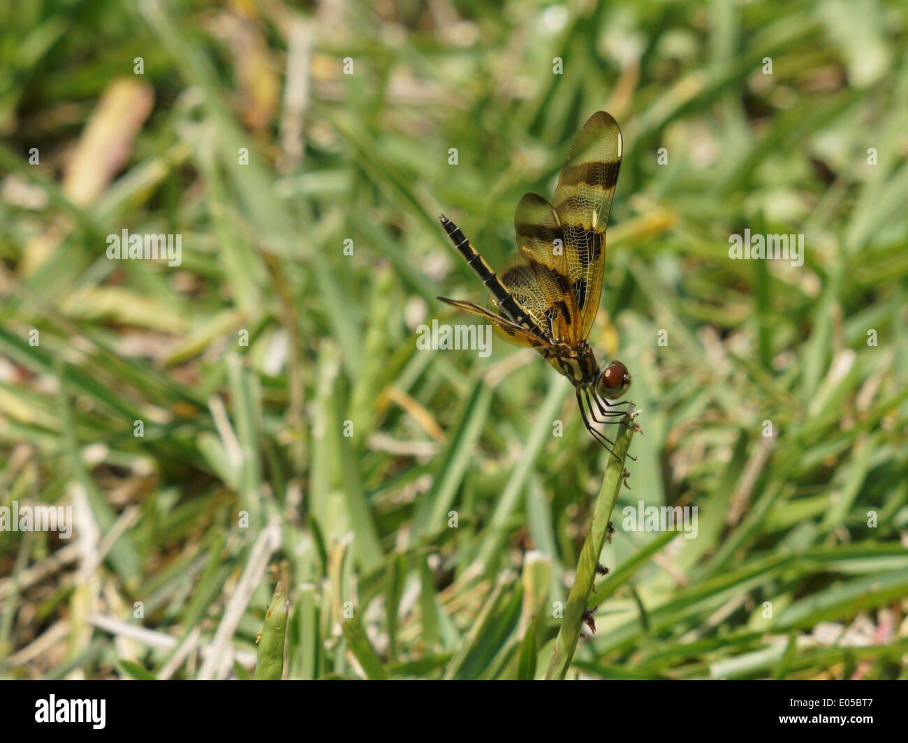 Fanion Halloween Libellule accroché sur un brin d'herbe sur un jour de vent. Banque D'Images