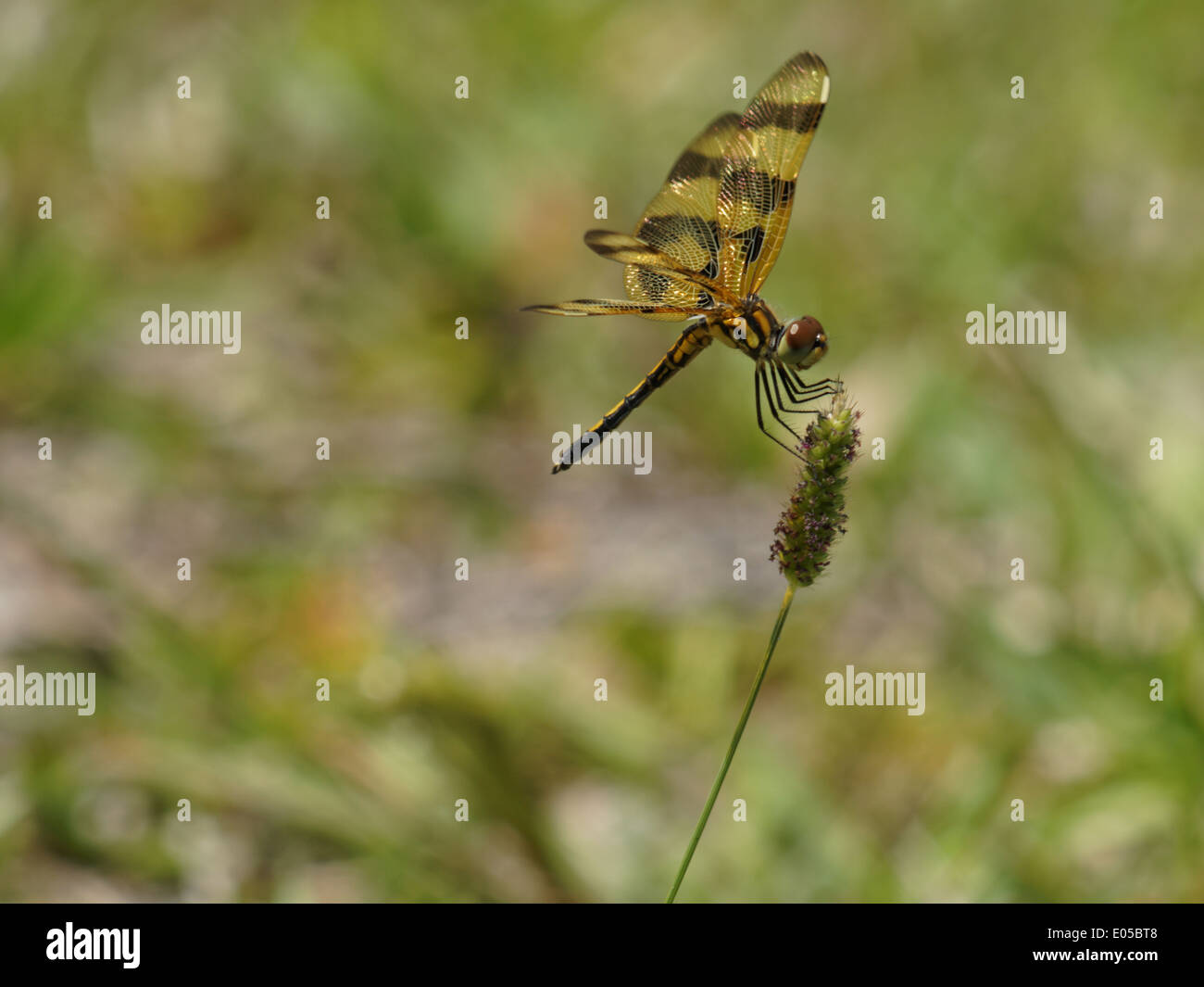 Fanion Halloween Dragonfly posant sur une mauvaise herbe vert et violet. Banque D'Images