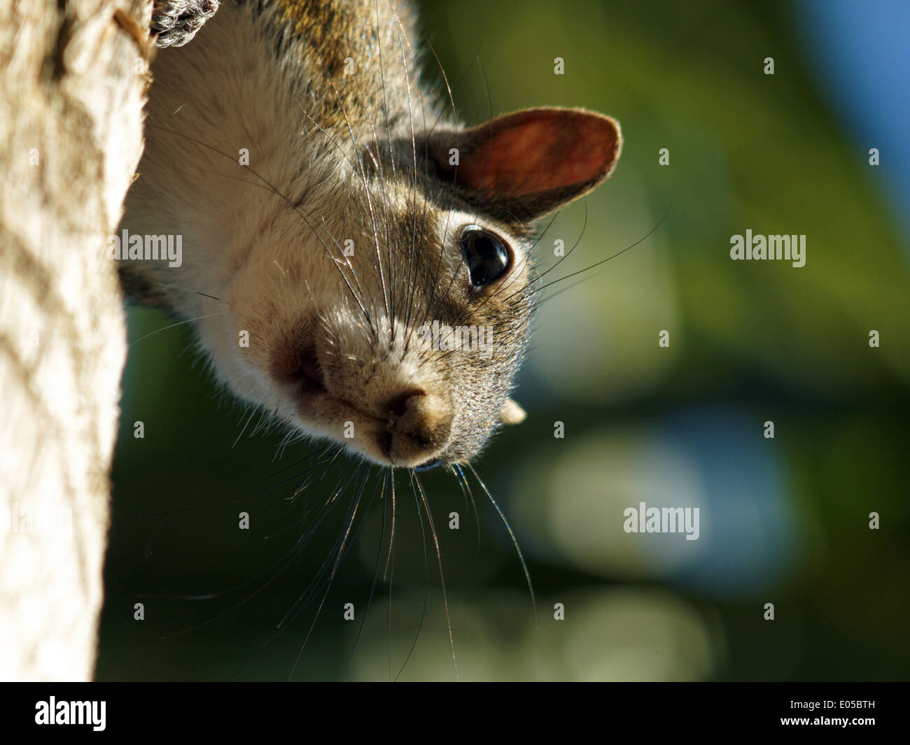 Gros plan extrême d'un écureuil accroché à un tronc d'arbre, la tête en bas, regardant la caméra Banque D'Images