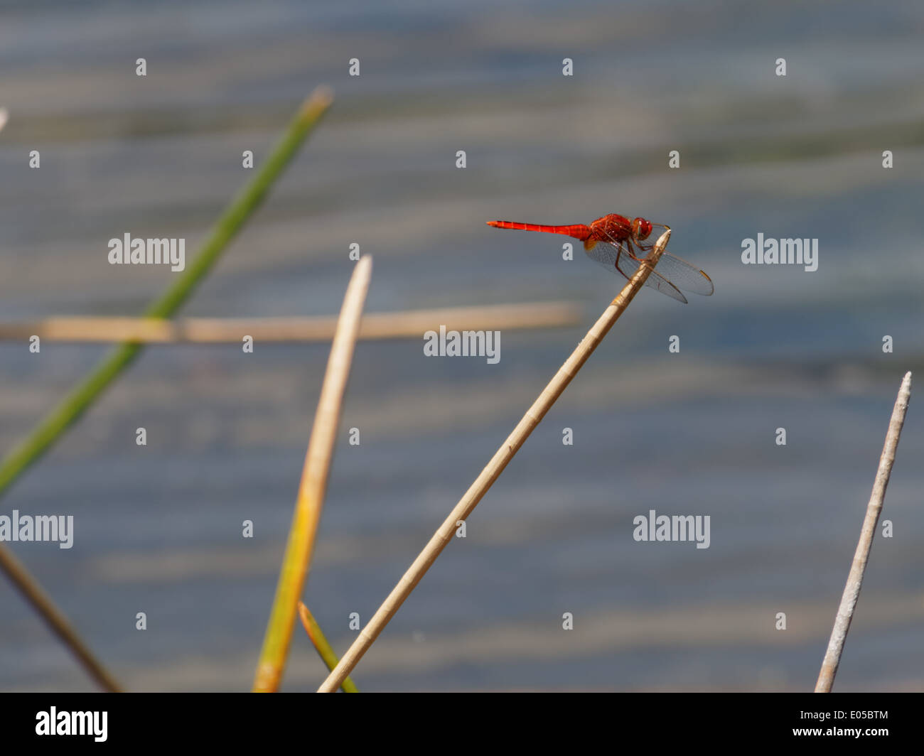Skimmer libellule écarlate sur la culture d'espèces végétales sur un lac. Banque D'Images