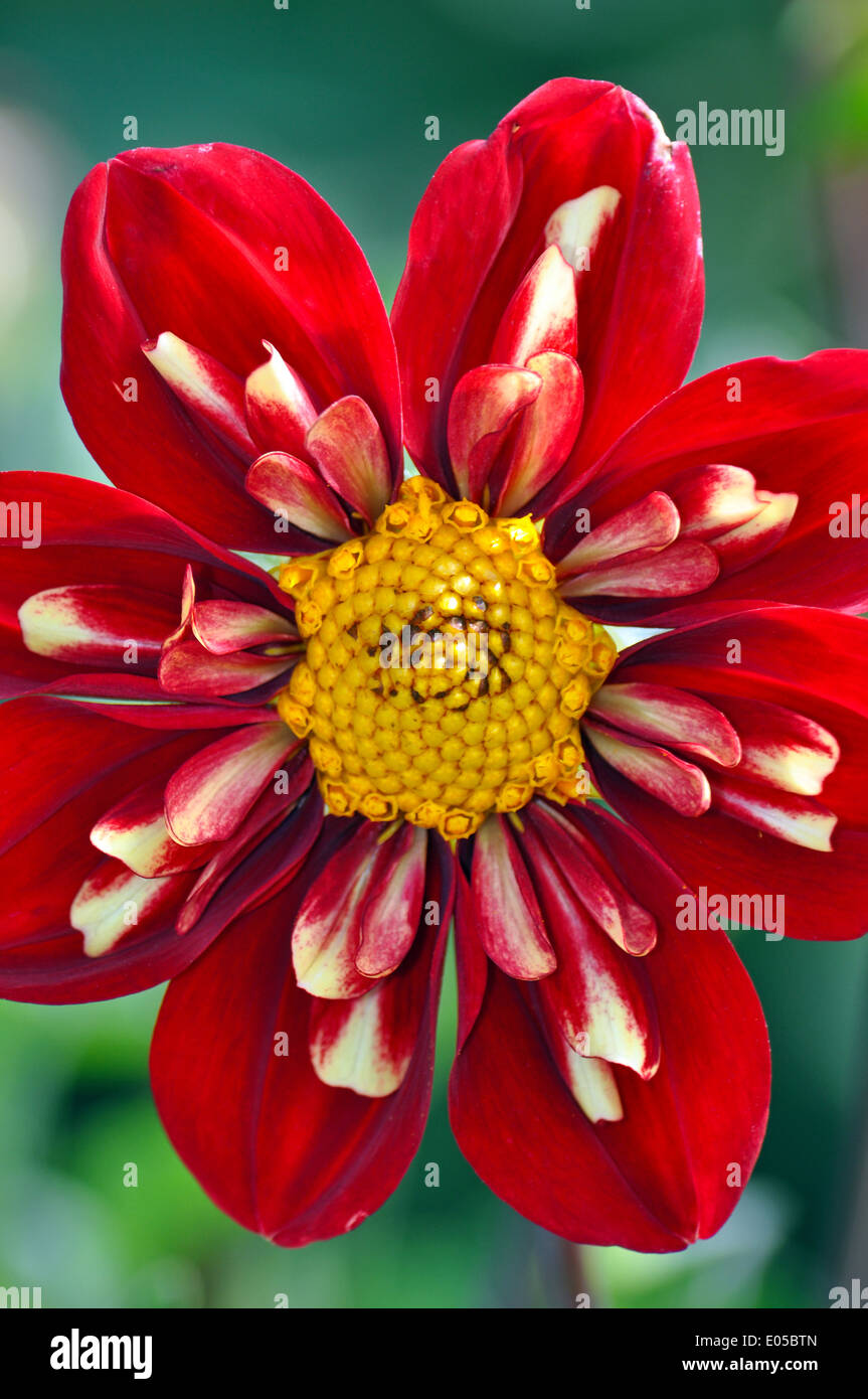 Close up de belle fleur dahlia rouge avec centre jaune Banque D'Images