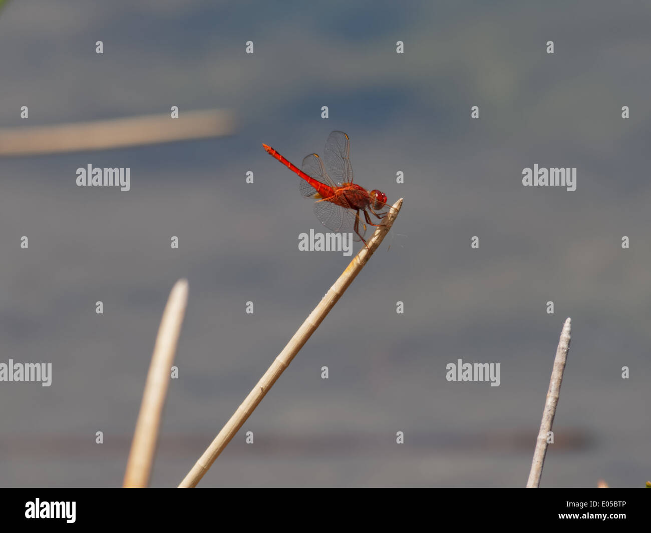 Skimmer libellule écarlate sur la culture d'espèces végétales sur un lac. Banque D'Images