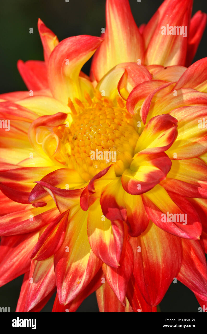 Close up of orange et jaune fleur dahlia Banque D'Images
