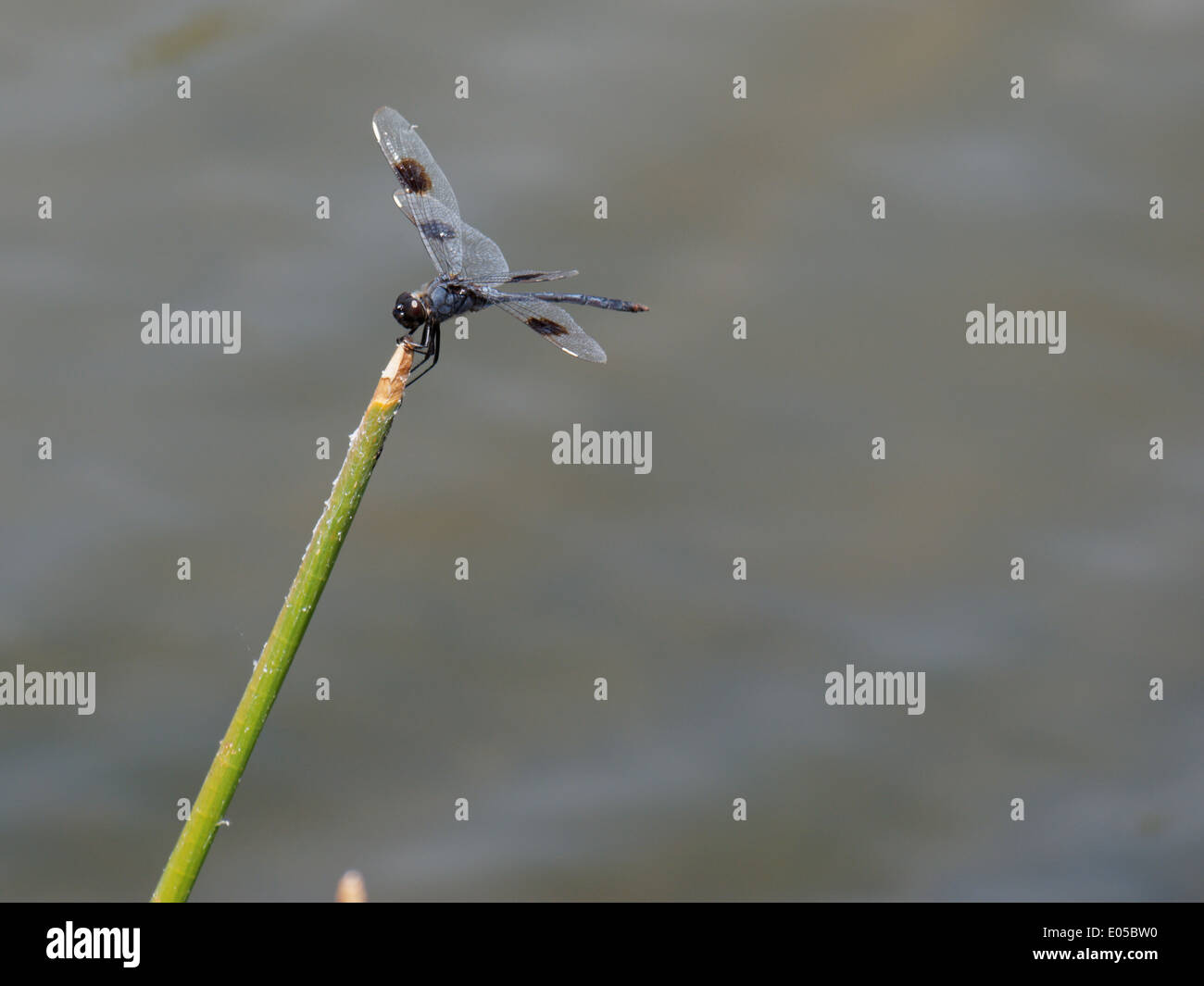 Fanion Four-Spotted libellule sur plante poussant sur un lac. Banque D'Images