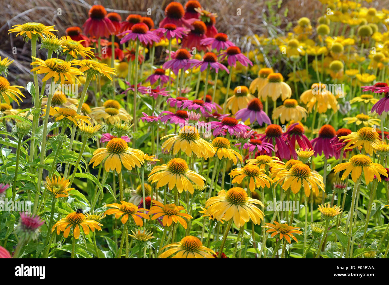 Echinacea colorée de fleurs dans son jardin d'été Banque D'Images