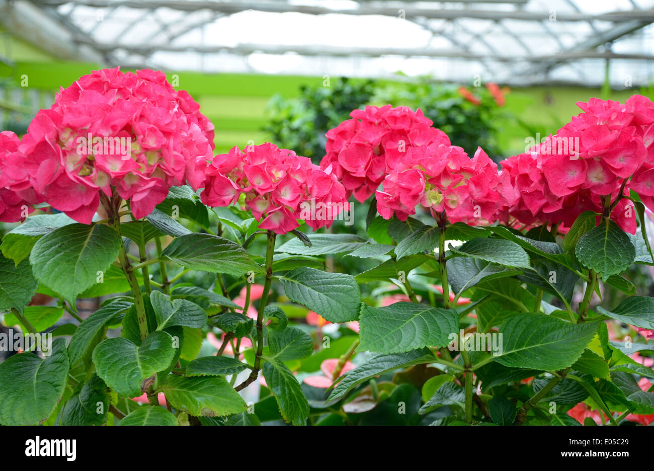 Belles fleurs hortensia rose in greenhouse Banque D'Images