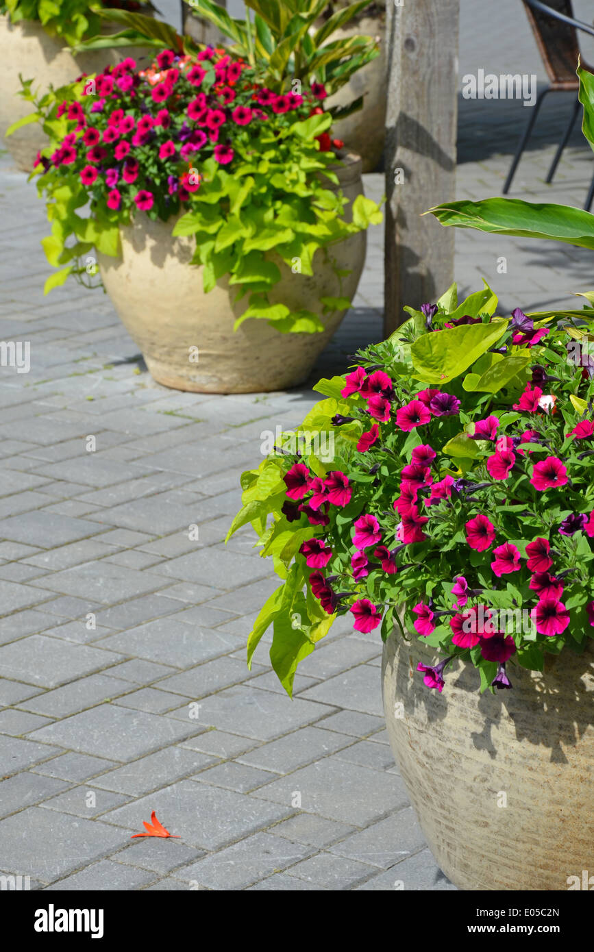 Belle pétunia coloré sur les semoirs patio d'été Banque D'Images