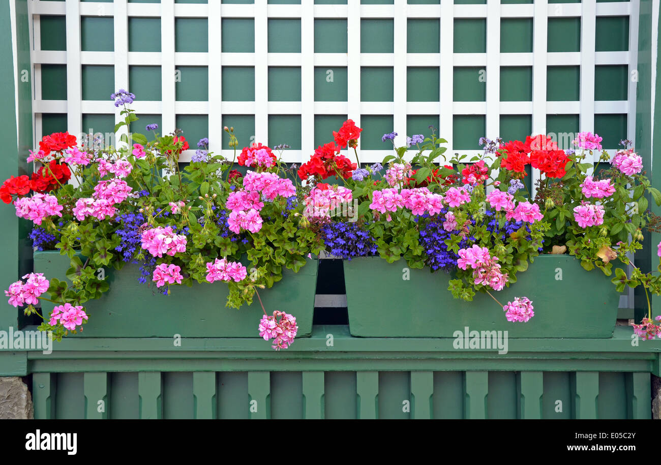 Fleur de géranium colorés sur les semoirs plateau vert Banque D'Images